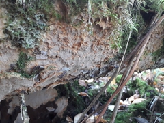 Asterodon ferruginosus