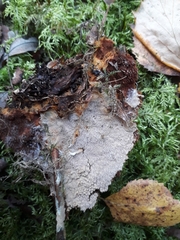 Asterodon ferruginosus