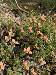 Stylidium recurvum