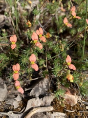 Stylidium recurvum