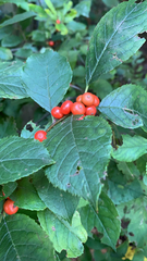 Ilex verticillata