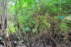 Cassinopsis ilicifolia