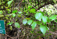 Cassinopsis ilicifolia