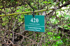 Cassinopsis ilicifolia