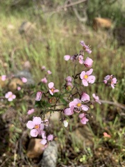 Diplopeltis huegelii