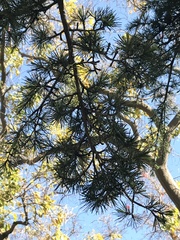 Cedrus