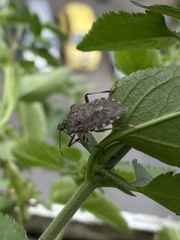 Halyomorpha halys