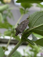 Halyomorpha halys