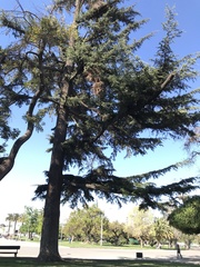 Cedrus