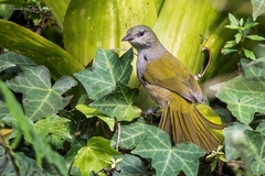 Microligea palustris