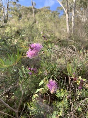 Melaleuca radula