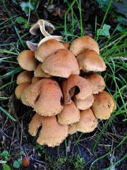 Lacrymaria pyrotricha