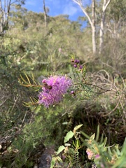 Melaleuca radula