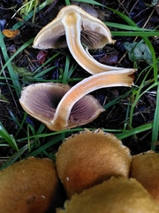 Lacrymaria pyrotricha