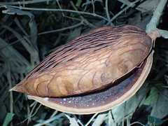 Aspidosperma