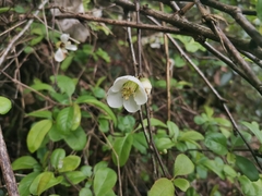 Magnoliopsida