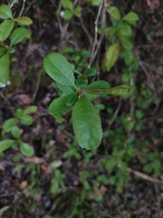 Magnoliopsida