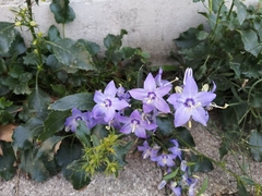 Campanula versicolor