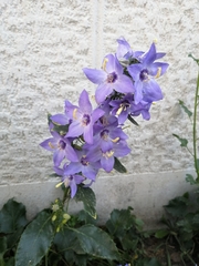 Campanula versicolor