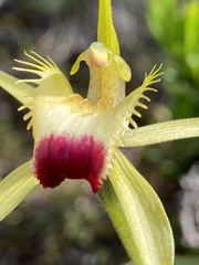 Caladenia infundibularis