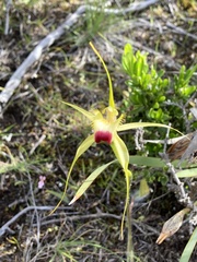 Caladenia infundibularis