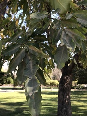Erythrina crista-galli