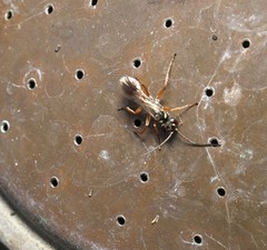 Agenioideus cinctellus