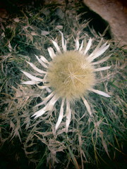 Carlina acanthifolia