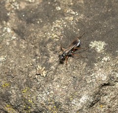 Agenioideus cinctellus