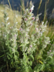 Nepeta nepetella