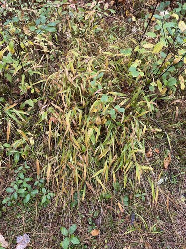 Image of Dichanthelium xanthophysum by (c) Brandon Corder, some rights reserved (CC BY)