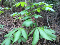 Aesculus pavia pavia