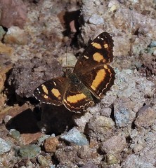 Telenassa berenice