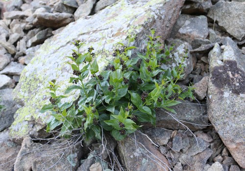 Vincetoxicum funebre, photograph 3