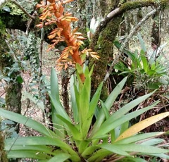 Vriesea sceptrum
