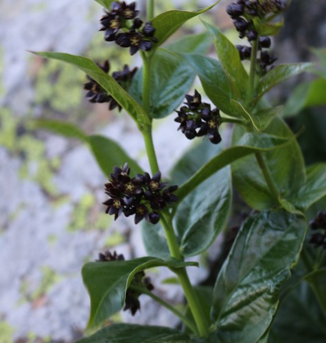 Vincetoxicum funebre, photograph 2