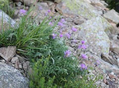 Psephellus leucophyllus