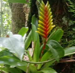 Vriesea paraibica