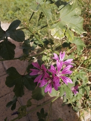 Malva