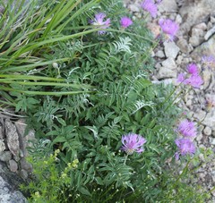 Psephellus leucophyllus