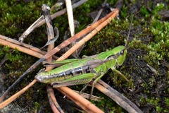 Chorthippus fallax fallax