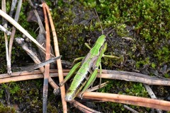 Chorthippus fallax fallax