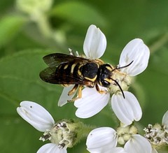 Paranthidium jugatorium lepidum