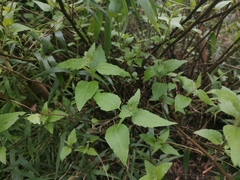 Leptocarpha rivularis