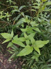 Leptocarpha rivularis