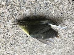 Setophaga caerulescens