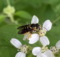 Paranthidium jugatorium lepidum