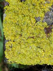 Xanthoria calcicola