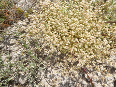 Adenogramma glomerata