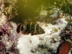 Cheilinus trilobatus